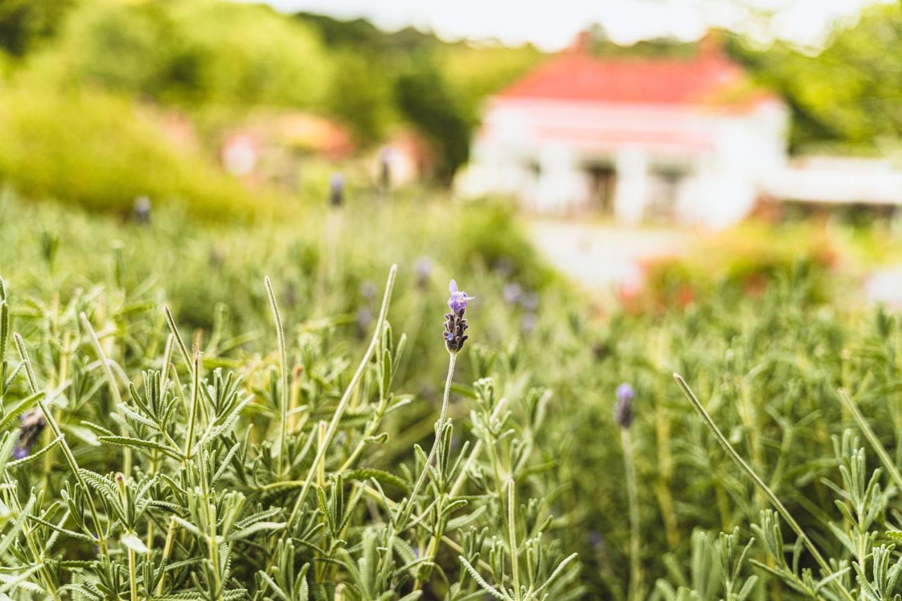 Daylesford Spa Accommodation מראה חיצוני תמונה